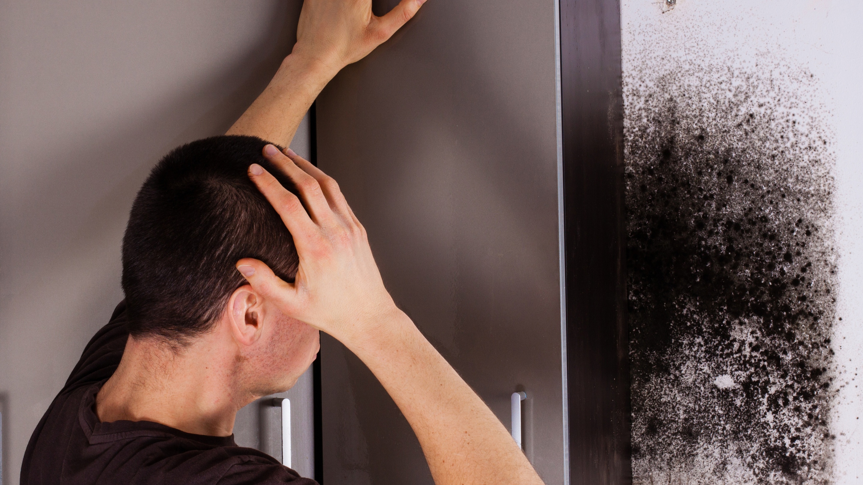 DIY vs. Professional Mold Testing: What's the Difference?