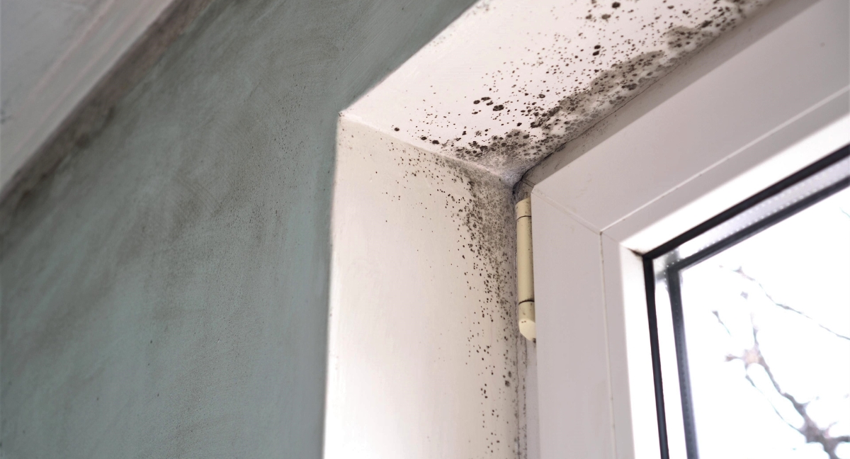 Mold Abatement Services: What to Expect & How to Choose